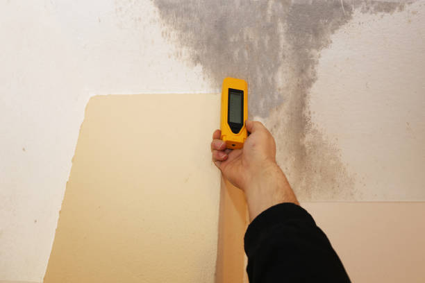 Best Airborne Mold Testing  in Bell Gardens, CA