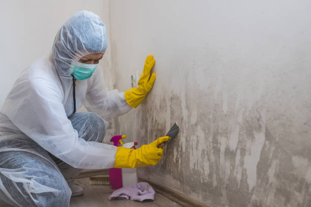 Best Emergency Mold Remediation  in Bell Gardens, CA