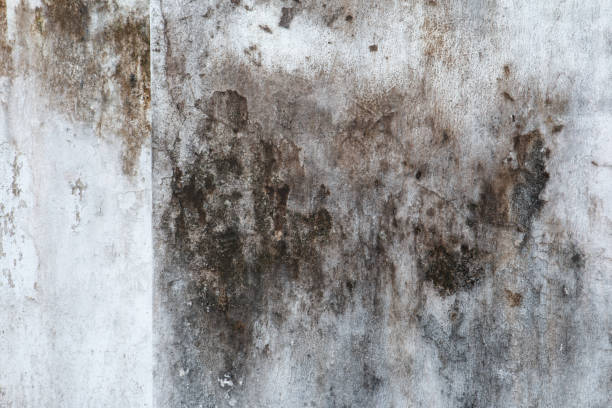 Best Commercial Mold Inspection  in Bell Gardens, CA