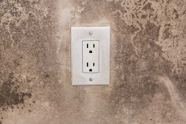 Best Black Mold Removal  in Bell Gardens, CA