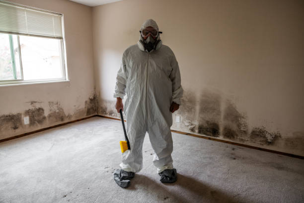 Environmental Consulting for Mold Prevention in Bell Gardens, CA
