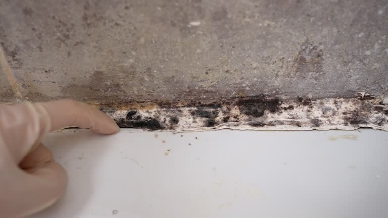  Bell Gardens, CA Mold Removal Pros
